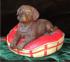Chocolate Lab Pup on Bed Christmas Ornament Personalized by RussellRhodes.com